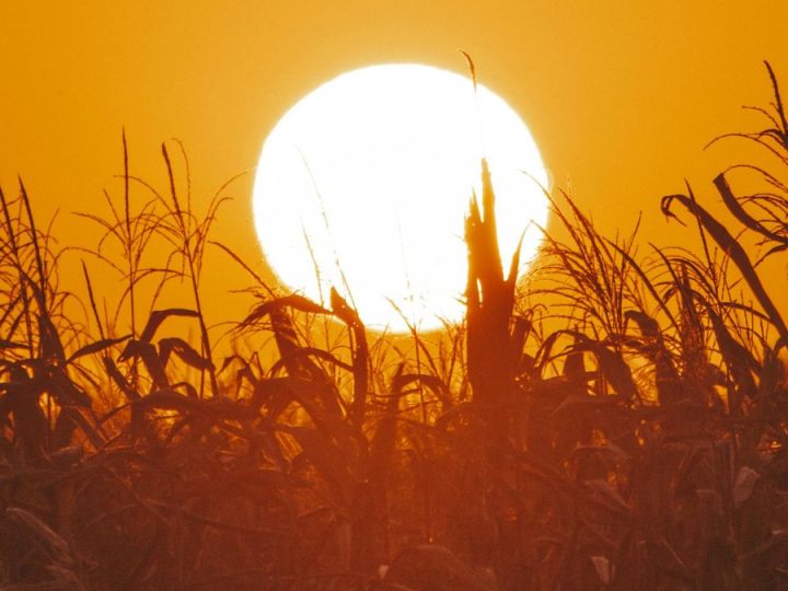 Agricultura "al límite" en todo el mundo por recrudecimiento de episodios de calor extremo