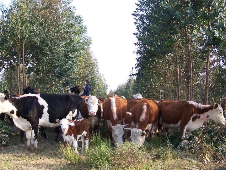 Proyecto de Montes del Plata, presentado en Algorta, apuntala a pequeños ganaderos con varios beneficios