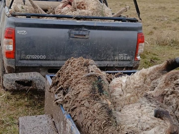 La Federación Rural y el productor que murió tras el ataque de un perro a ovinos: "¿Qué más tiene que pasar?"