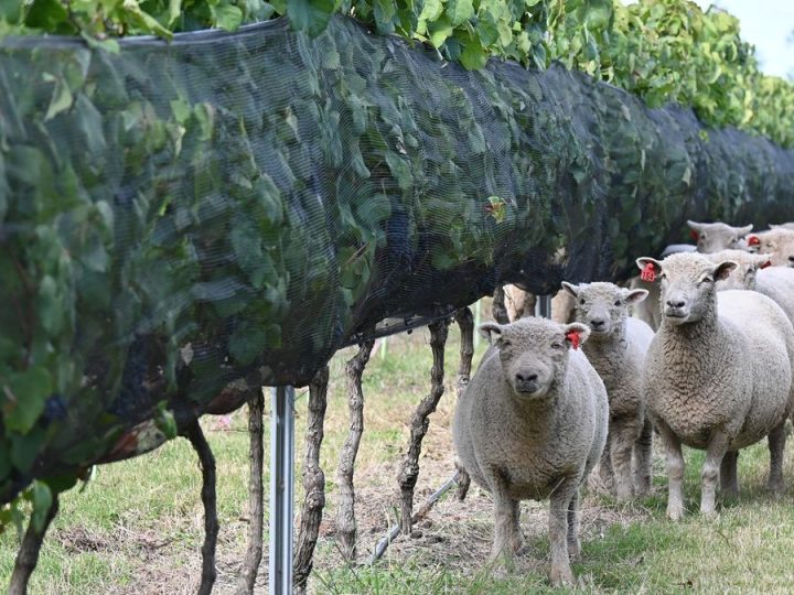 La lista de beneficios que permite el pastoreo con ovinos en viñedos y detalles del manejo validado por INIA