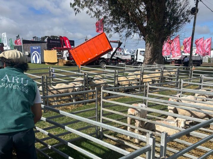Buen momento del sector ovino con mercados tonificados en lana y carne se reflejó en la Expo Rural de Melilla