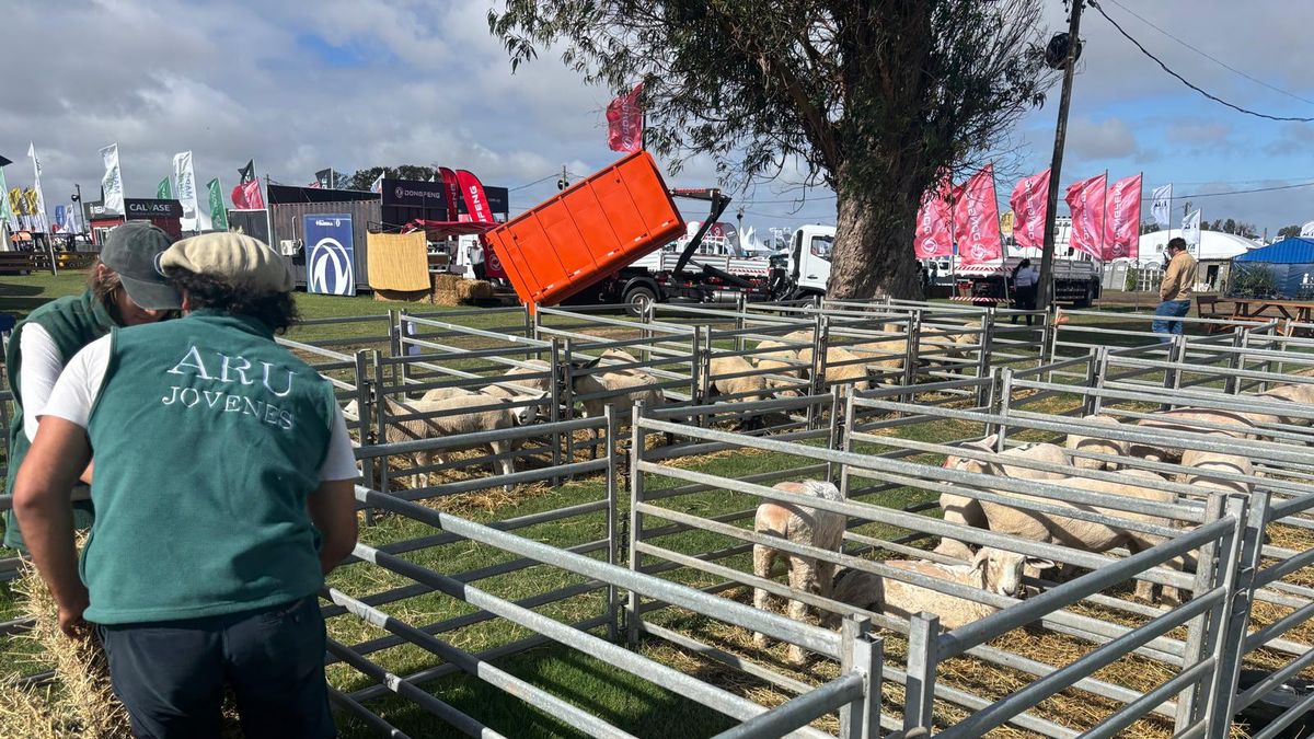 Buen momento del sector ovino con mercados tonificados en lana y carne se reflejó en la Expo Rural de Melilla