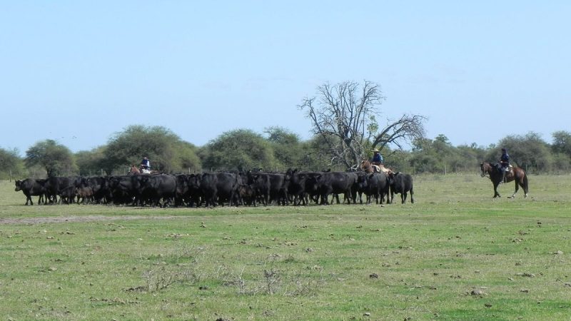 El tesoro del agro en Uruguay, en un año de festejo, se juega su futuro
