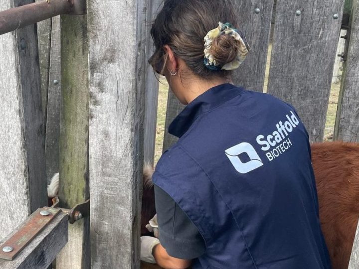 Primeras evaluaciones de una vacuna contra la garrapata bovina "made in Uruguay"