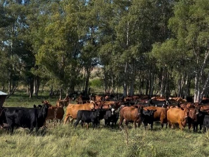 Conocer a los ganaderos de los pastizales, en un año especial, la propuesta para este jueves 21 en La Gringa