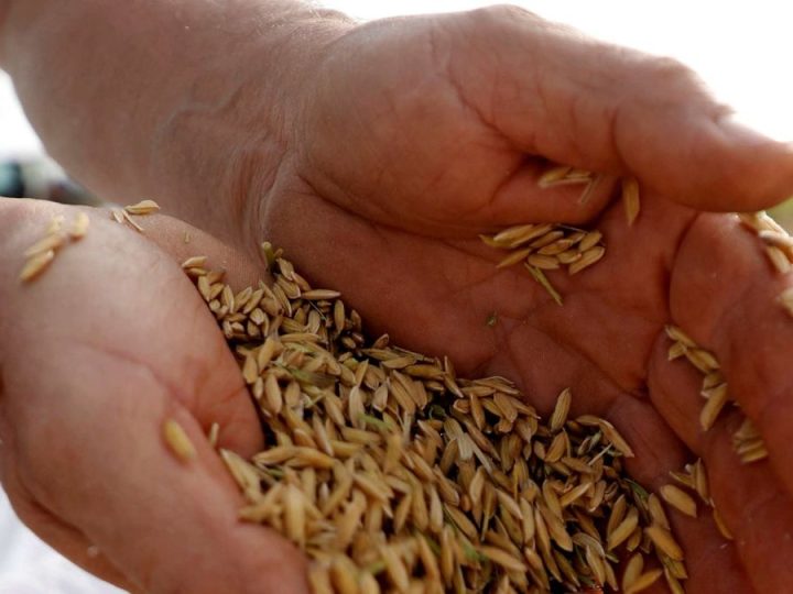 El MGAP le puso números a la campaña de arroz con buenas y malas