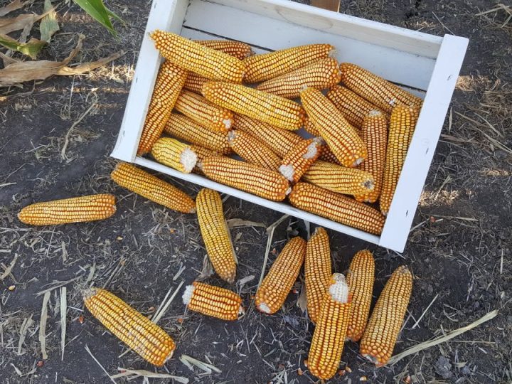 La agricultura puede fortalecer su aporte a sistemas agroalimentarios con mejoras de productividad