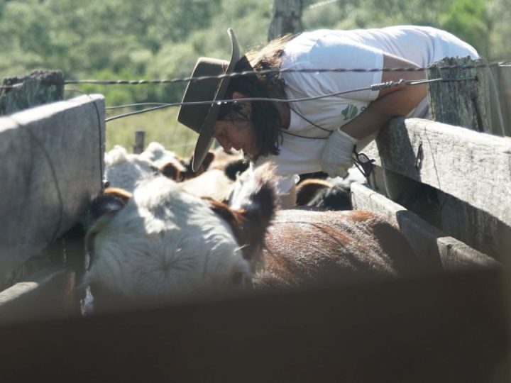 La difícil guerra a la garrapata, de la química a la genética
