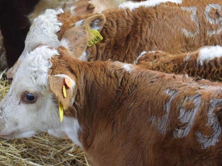 Nueva medida obligatoria del MGAP tras frecuentes problemas en exportaciones de carnes