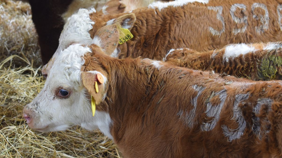 Nueva medida obligatoria del MGAP tras frecuentes problemas en exportaciones de carnes