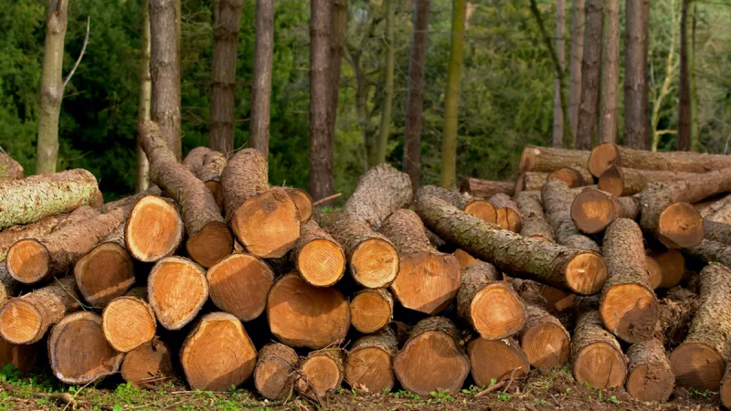Empresa forestal colocó certificados de participación por US$ 71,3 millones