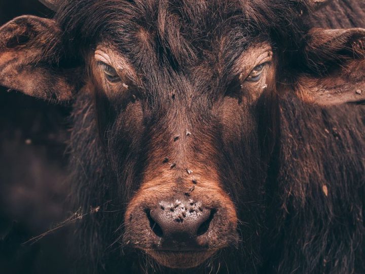 El desembarco de la mosca de la bichera en EEUU, una crisis profunda y el impacto en Uruguay y el Mercosur