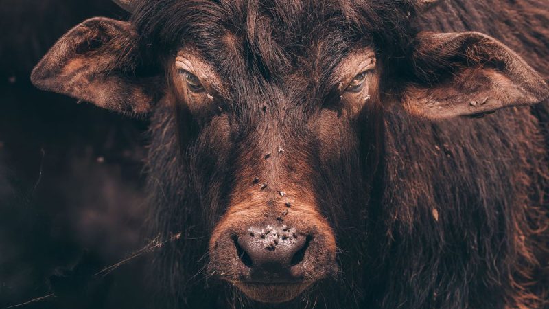 El desembarco de la mosca de la bichera en EEUU, una crisis profunda y el impacto en Uruguay y el Mercosur