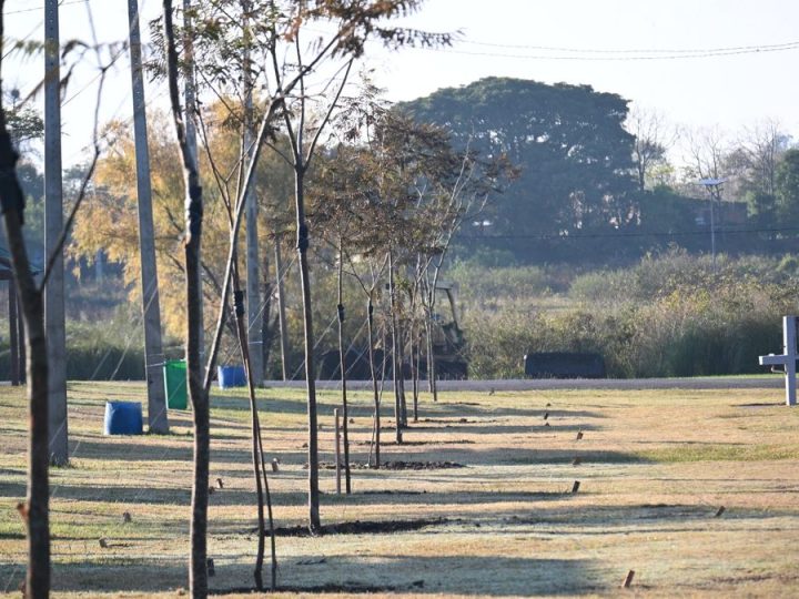 Conmemoración especial en Bella Unión: plantaron 20 ibirapitás por el Día Mundial del Medio Ambiente