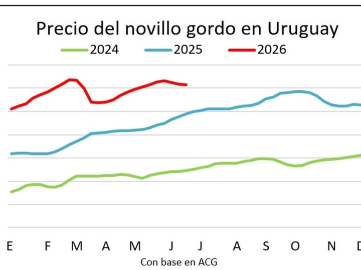Mejora gradual de la faena de vacunos e indicios de aumento en los precios del ganado