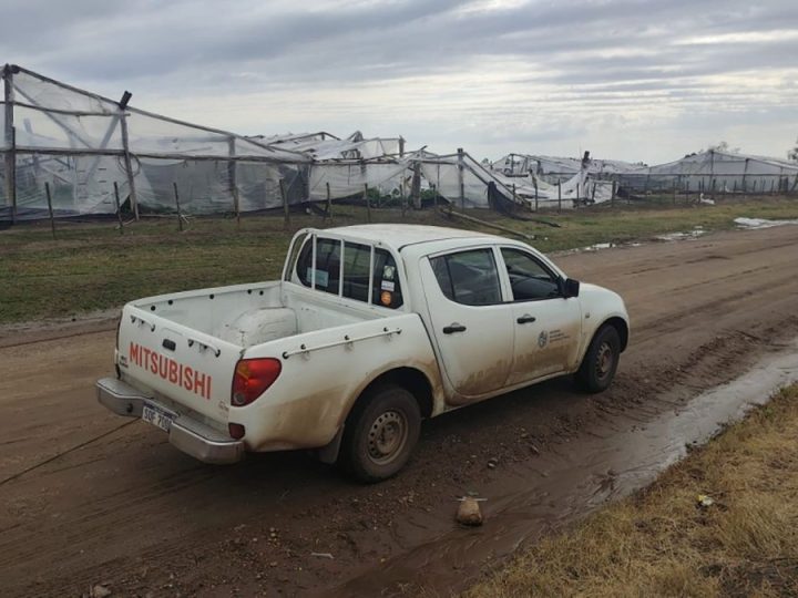 MGAP trabaja en "generación de medidas concretas" tras el temporal de Salto que dejó destrozos en la cosecha