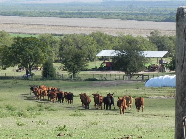 Residuos biológicos en alimentos: MGAP informó sobre expedientes y cómo se acciona para proteger los mercados