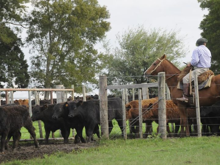 Los números detrás de la inversión récord en el sector agropecuario