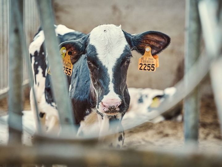 Buena novedad para la agroindustria lechera: rebote de valores en el mercado de lácteos