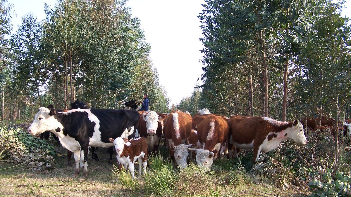 Uruforest 2026 permitirá vincular más a la forestación con otras producciones y elevar el nivel del debate