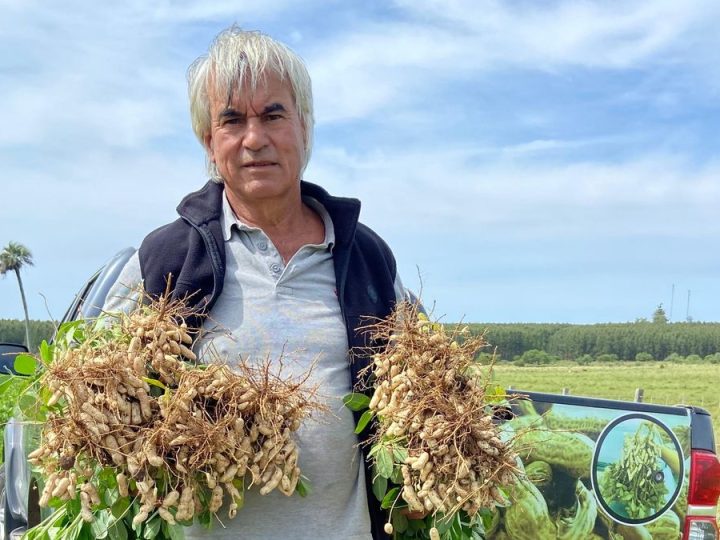 Artigas Rivero, 50 años produciendo maní y el problema que le llega desde fuera de fronteras