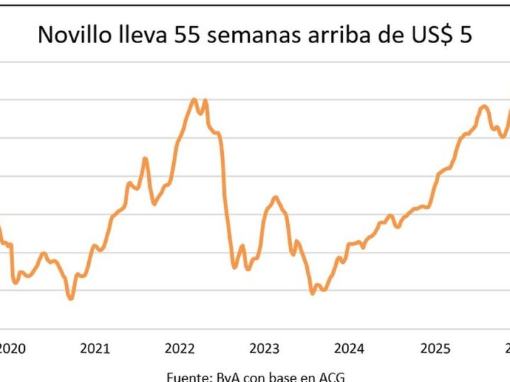 Una marca histórica para el precio de los novillos en Uruguay