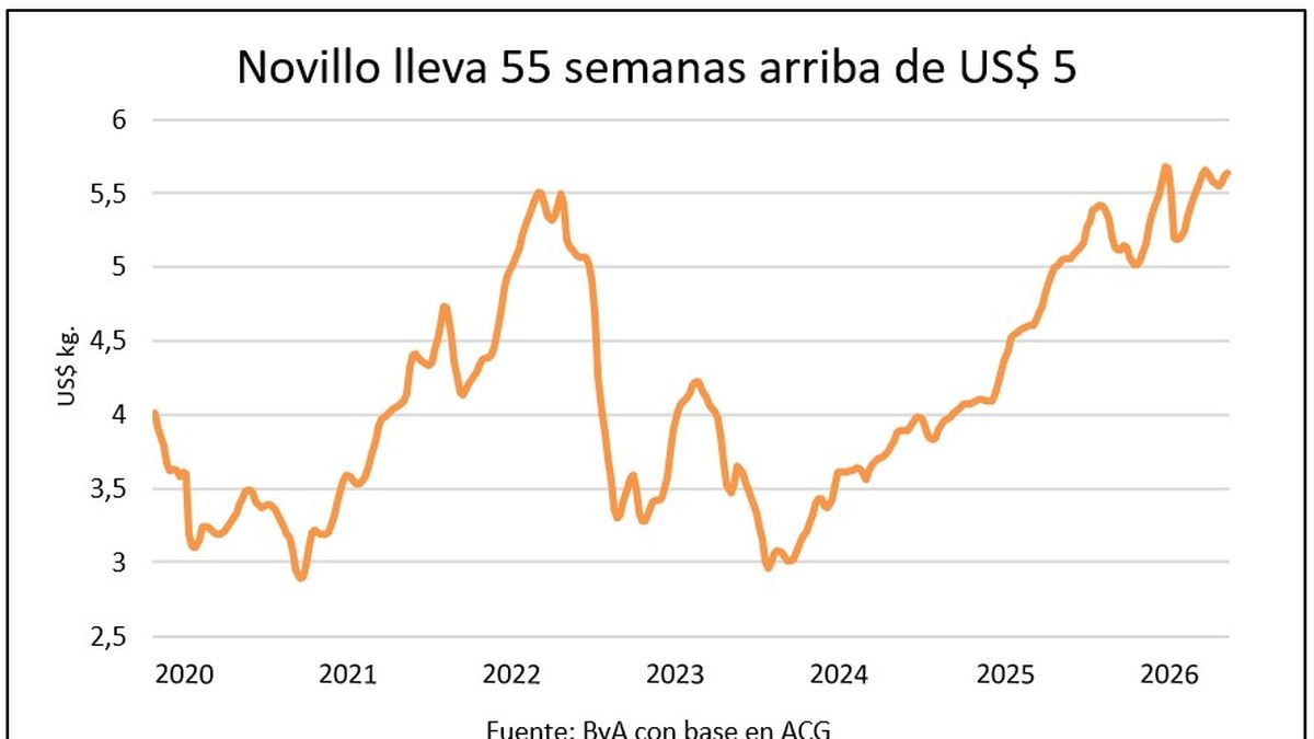 Una marca histórica para el precio de los novillos en Uruguay