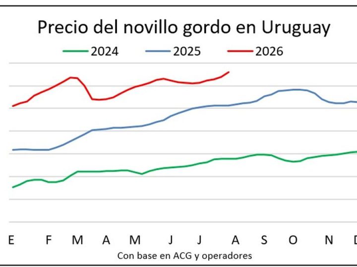 Los precios de novillos y terneros cierran julio con nuevos máximos en la historia