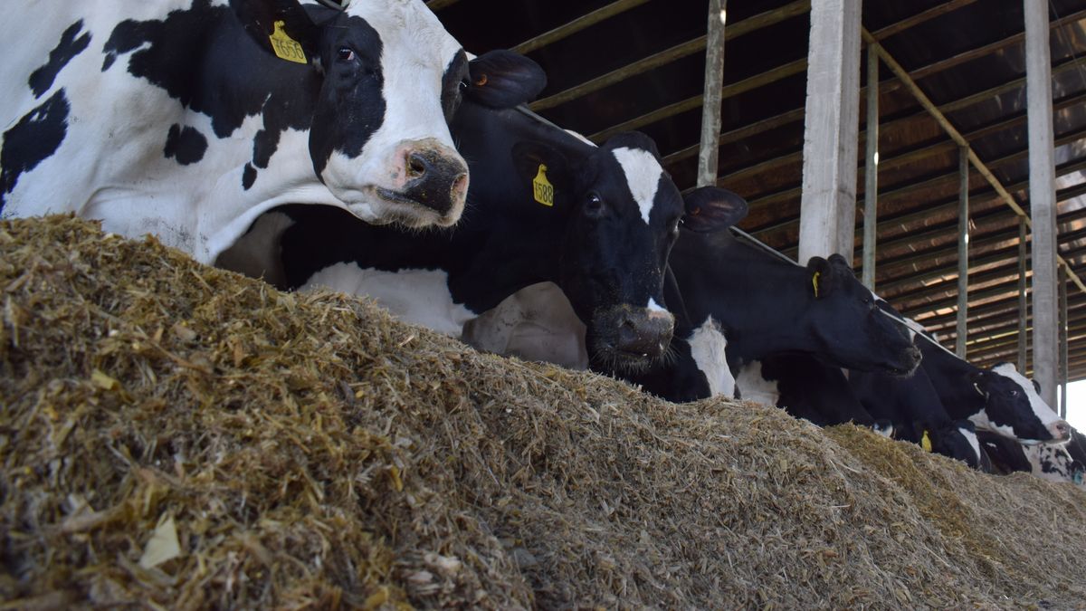 Tensión en la lechería uruguaya: récord de producción y desafíos comerciales