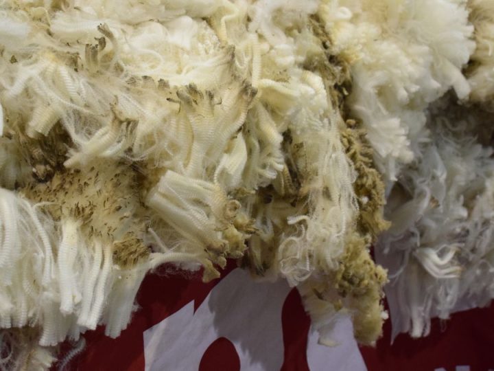 Demanda activa en el mercado de lanas y también por ovinos para faena