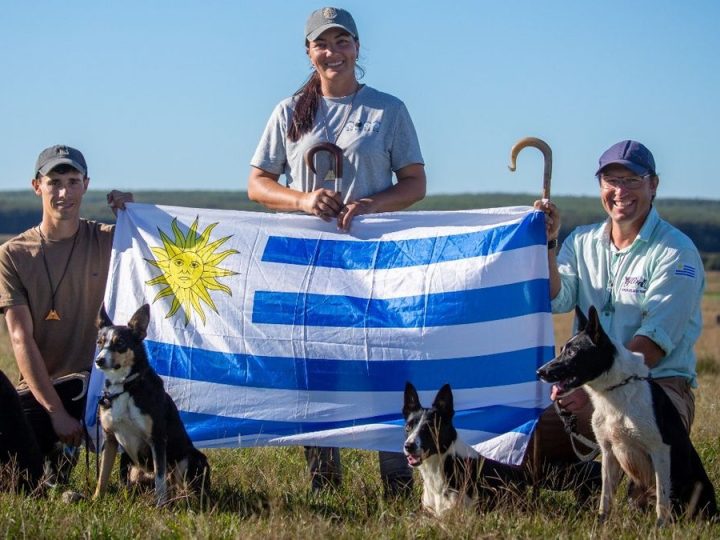 Tres productores, cinco Border Collie y un sueño: defender la celeste en el Mundial de Perros de Pastoreo