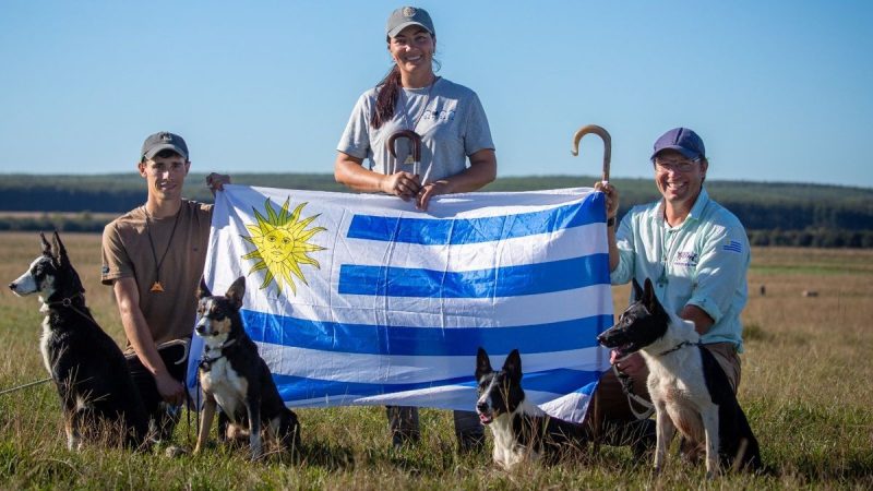 Tres productores, cinco Border Collie y un sueño: defender la celeste en el Mundial de Perros de Pastoreo