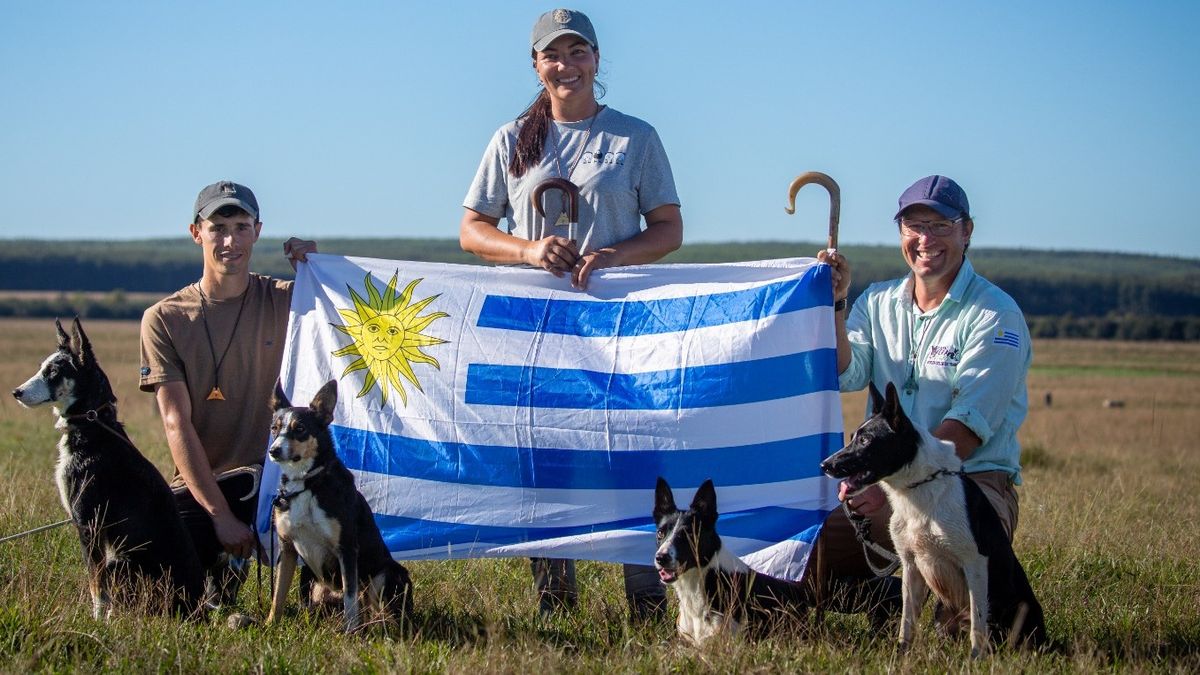 Tres productores, cinco Border Collie y un sueño: defender la celeste en el Mundial de Perros de Pastoreo
